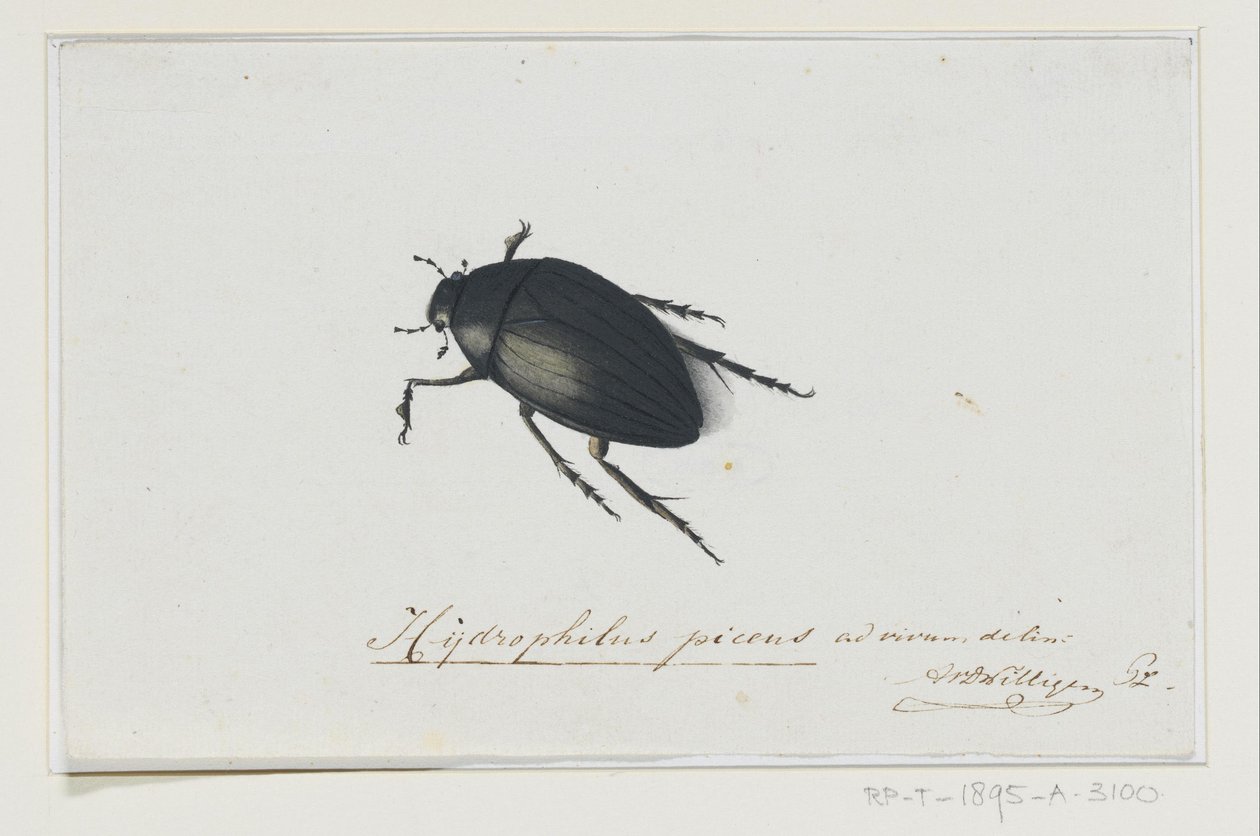Black Water Beetle by Adriaan van der Willigen