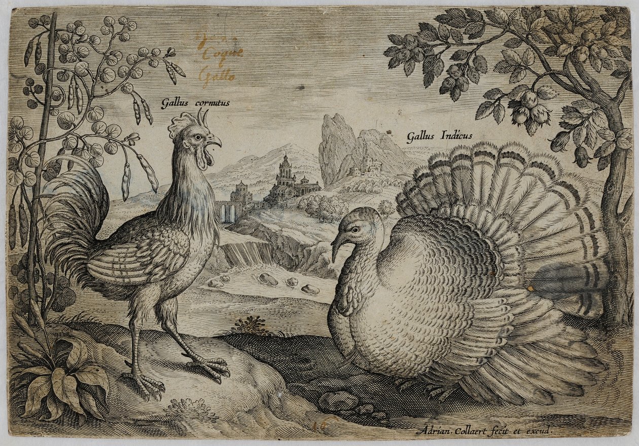 Old Master Engraving by Adriaen Collaert