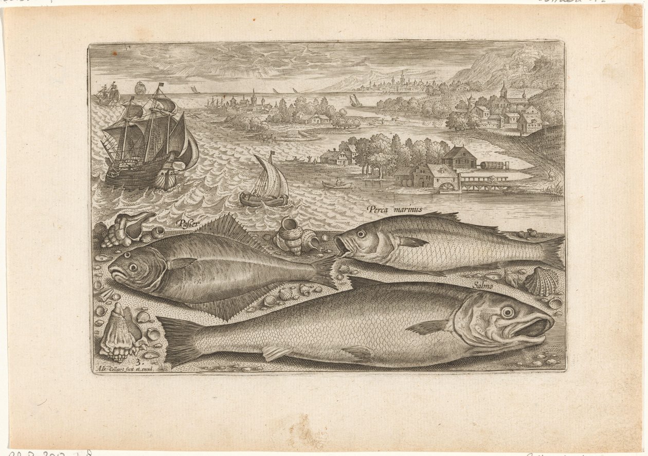 Three Fish on the Beach (series title: Fish, Piscivm vivae icones) by Adriaen Collaert