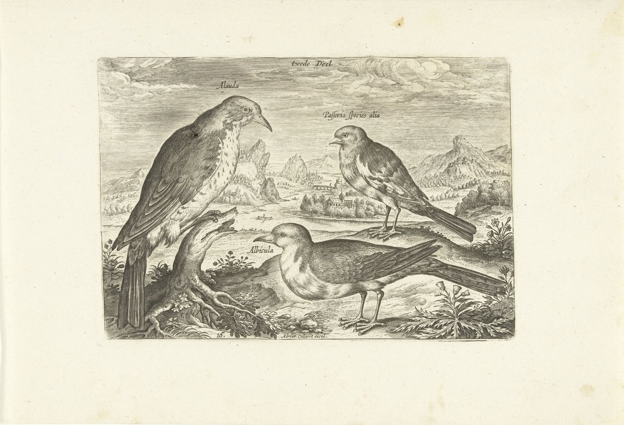 Three Birds in a Landscape by Adriaen Collaert