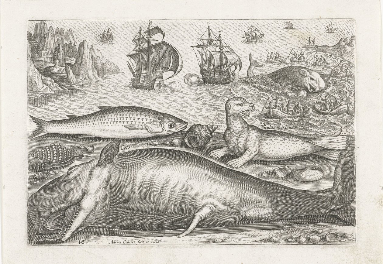 A Haddock, a Sea Lion, and a Whale on the Beach by Adriaen Collaert