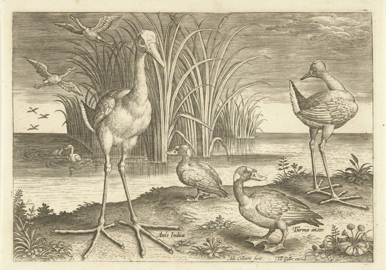 Some Waterfowl on a Shore Birds (series title) by Adriaen Collaert
