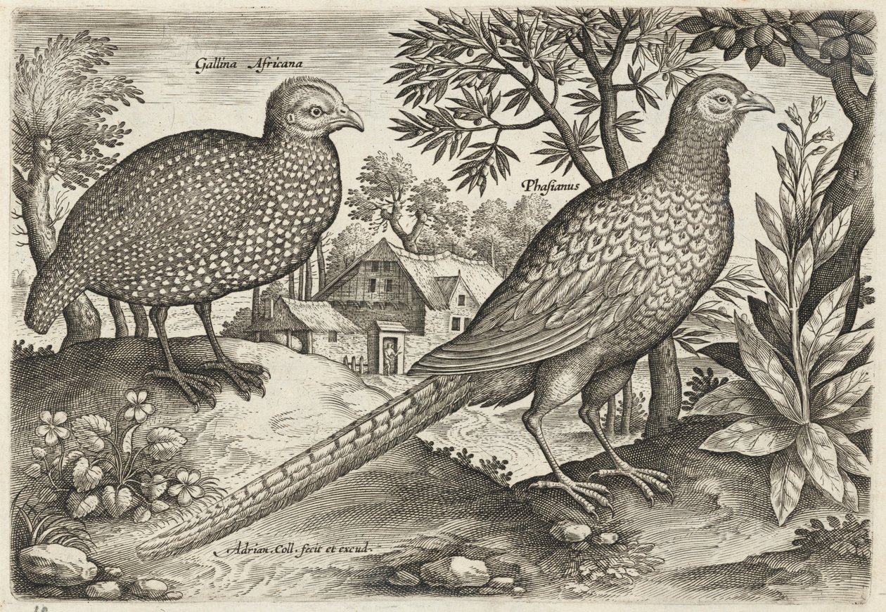 Guinea Fowl and Pheasant by Adriaen Collaert