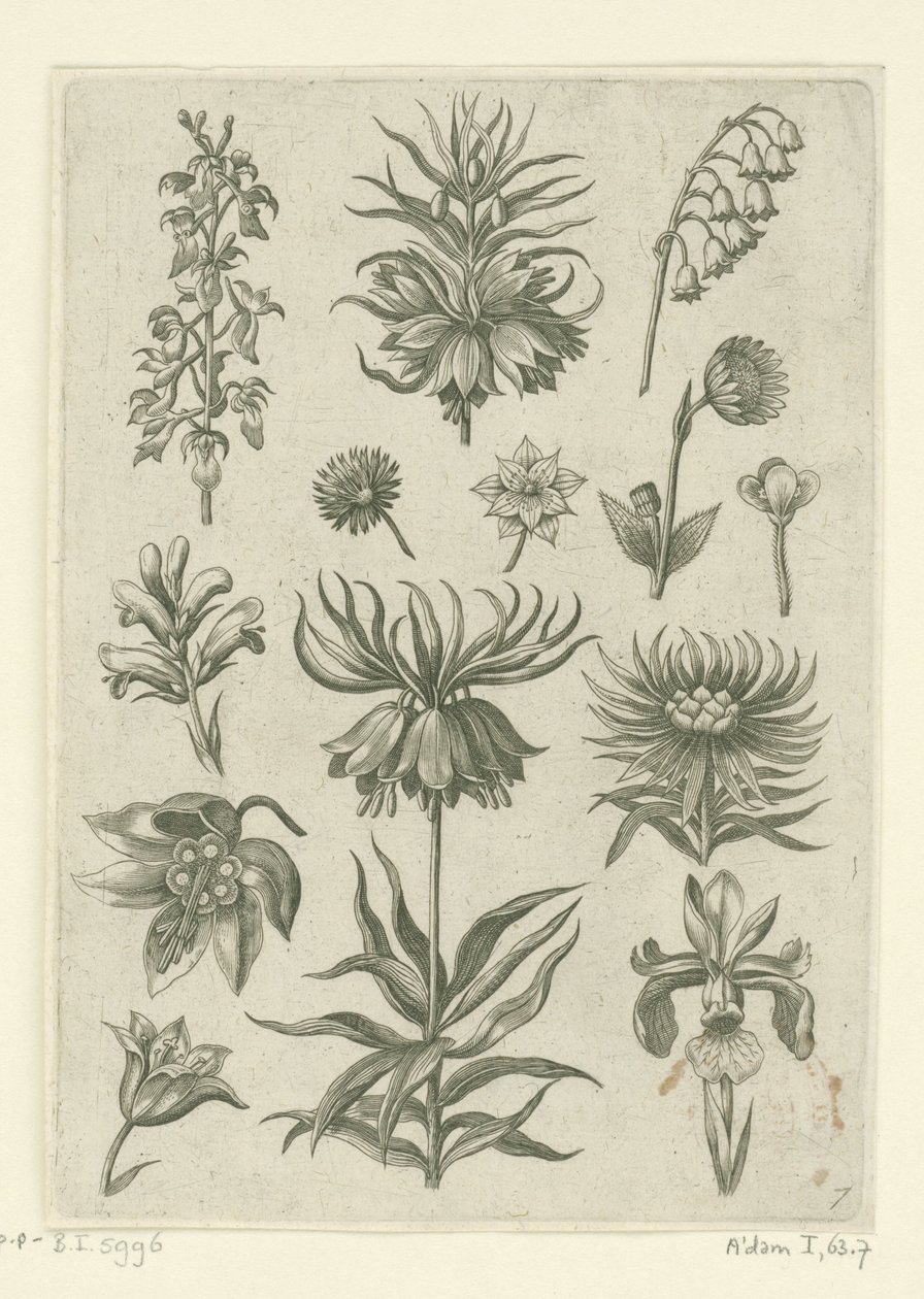 Crown Imperial, Orchid, and Lily of the Valley (series title) by Adriaen Collaert