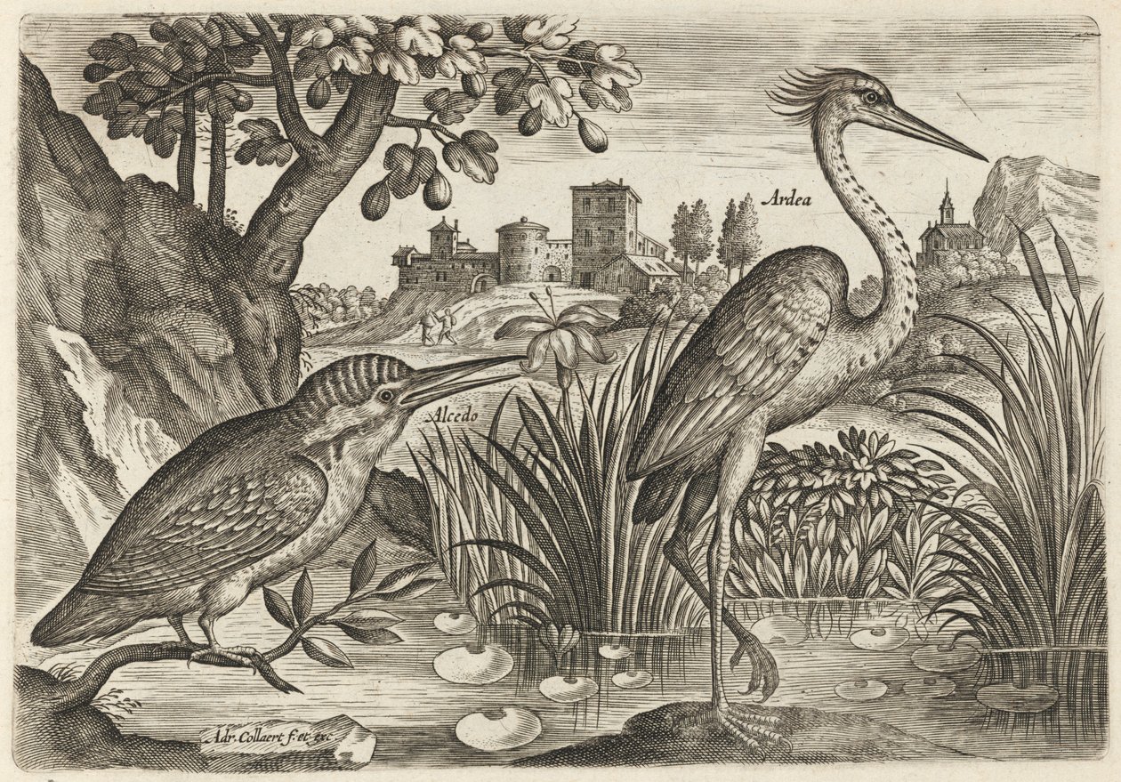 Kingfisher and Grey Heron by Adriaen Collaert