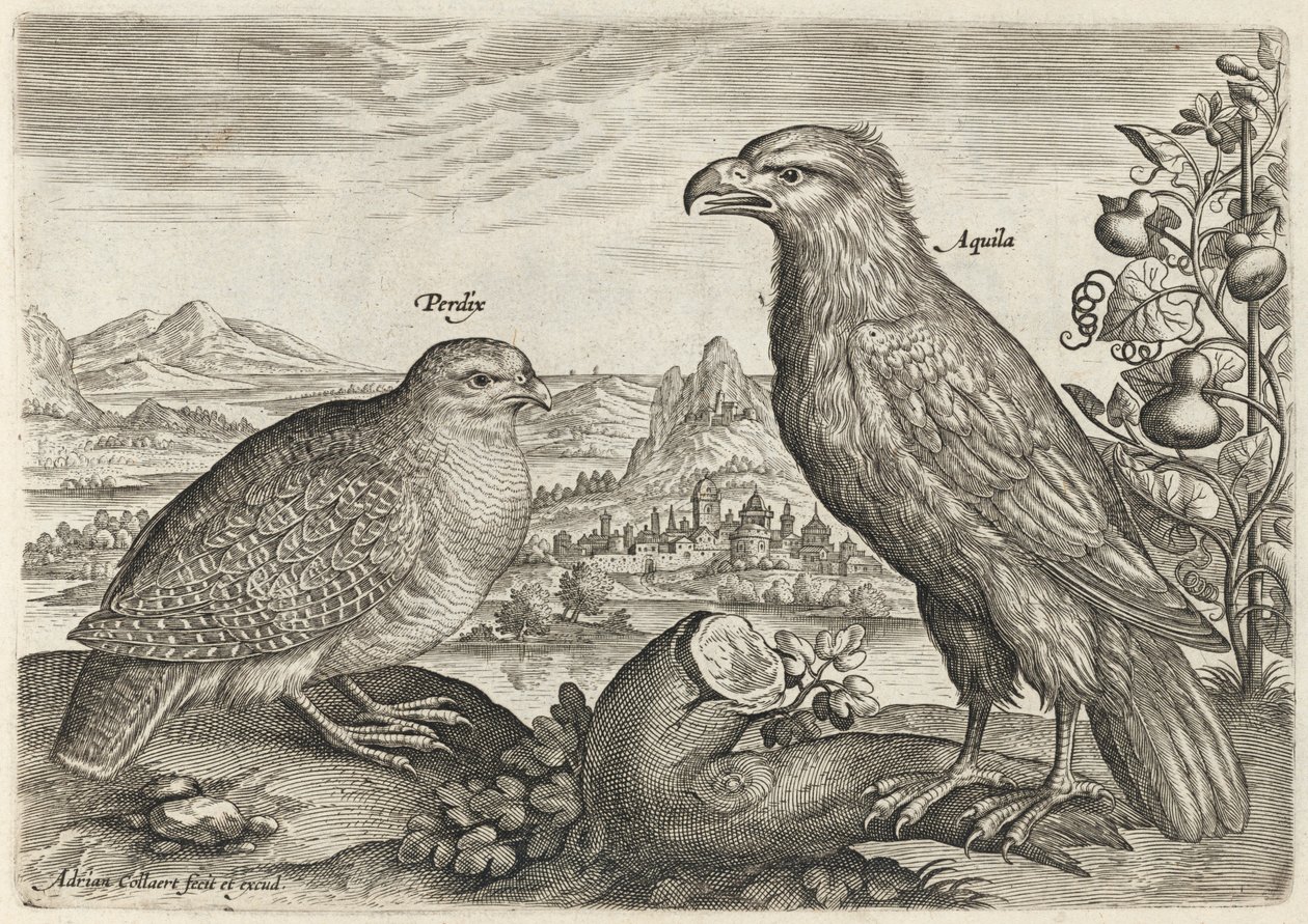 Partridge and Eagle by Adriaen Collaert