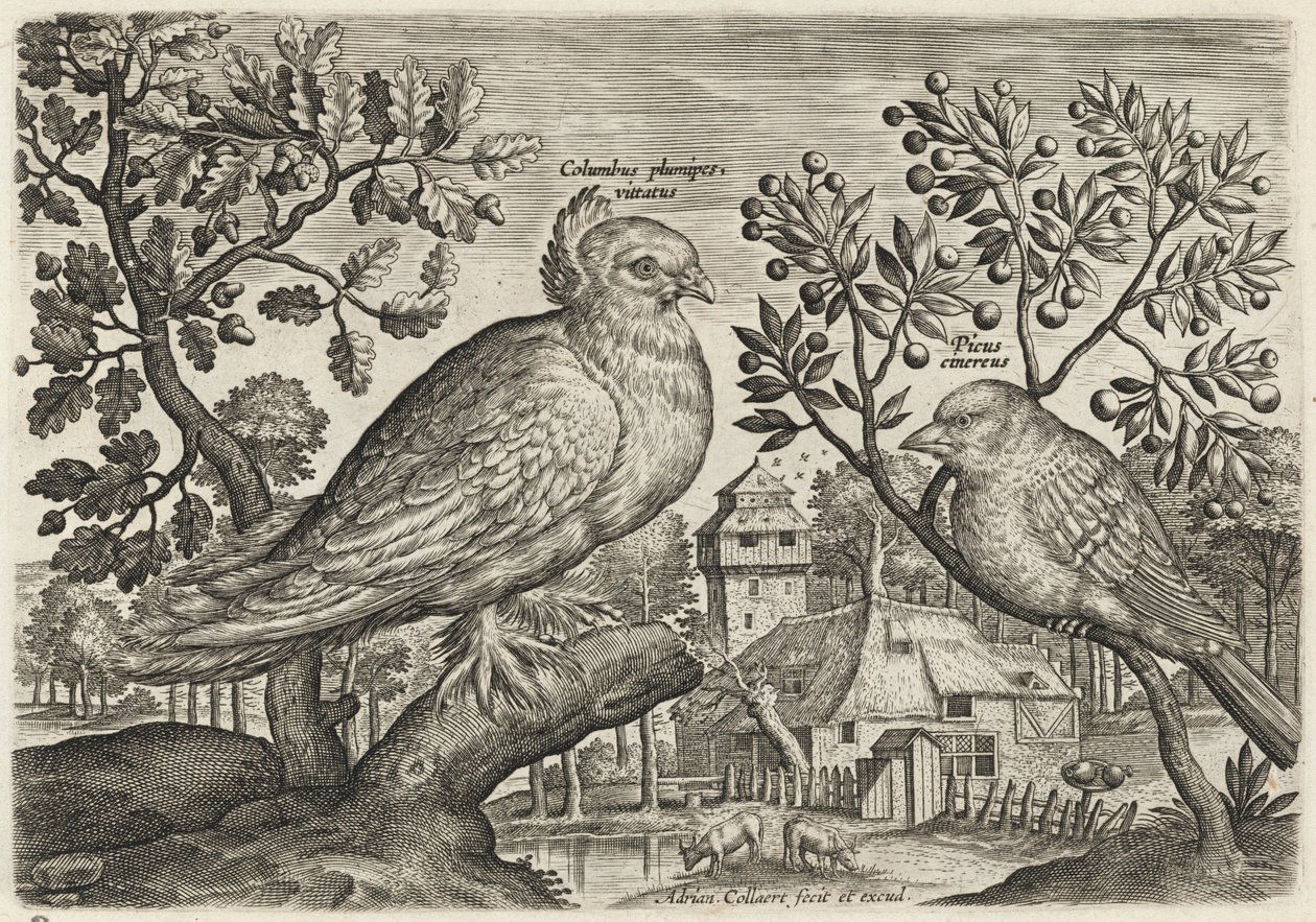Pigeon and Finch by Adriaen Collaert