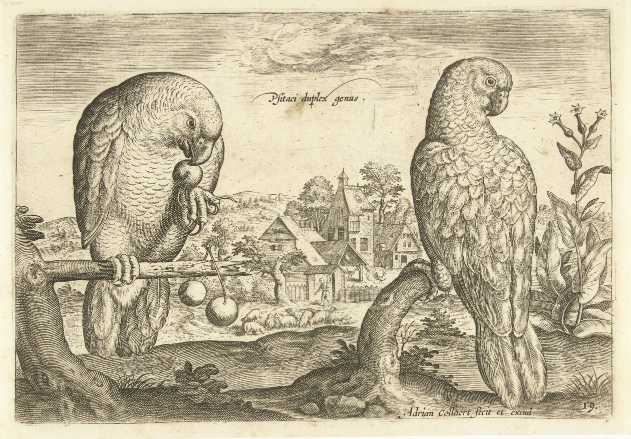 Two Parrots in a Landscape (Living Birds series) by Adriaen Collaert