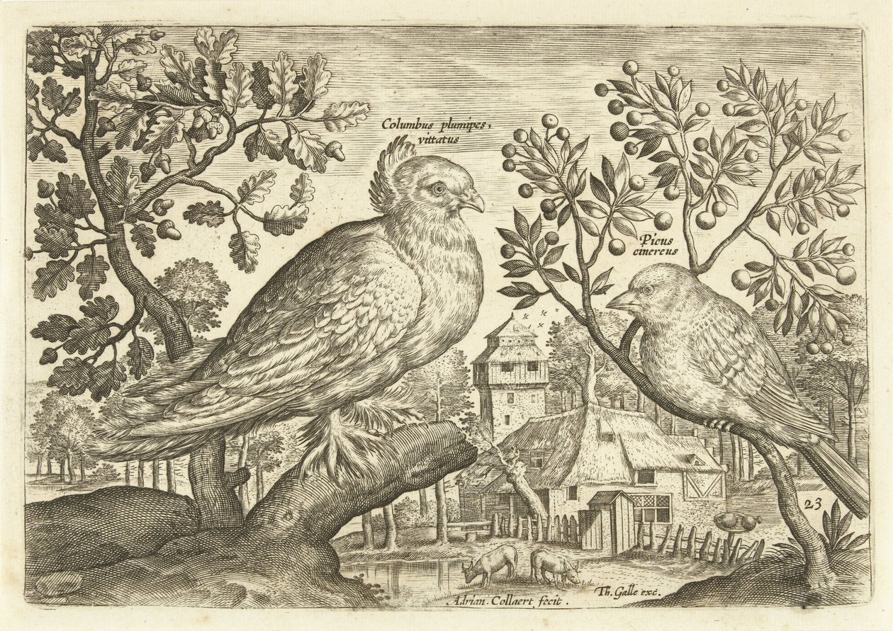 Two Birds in a Landscape (series title: Avivm Vivae, Birds) by Adriaen Collaert