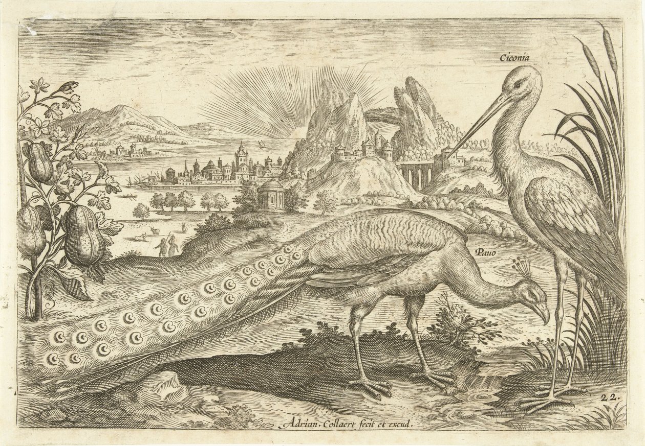 Two Birds in a Landscape (Avivm Vivae) (Birds) by Adriaen Collaert