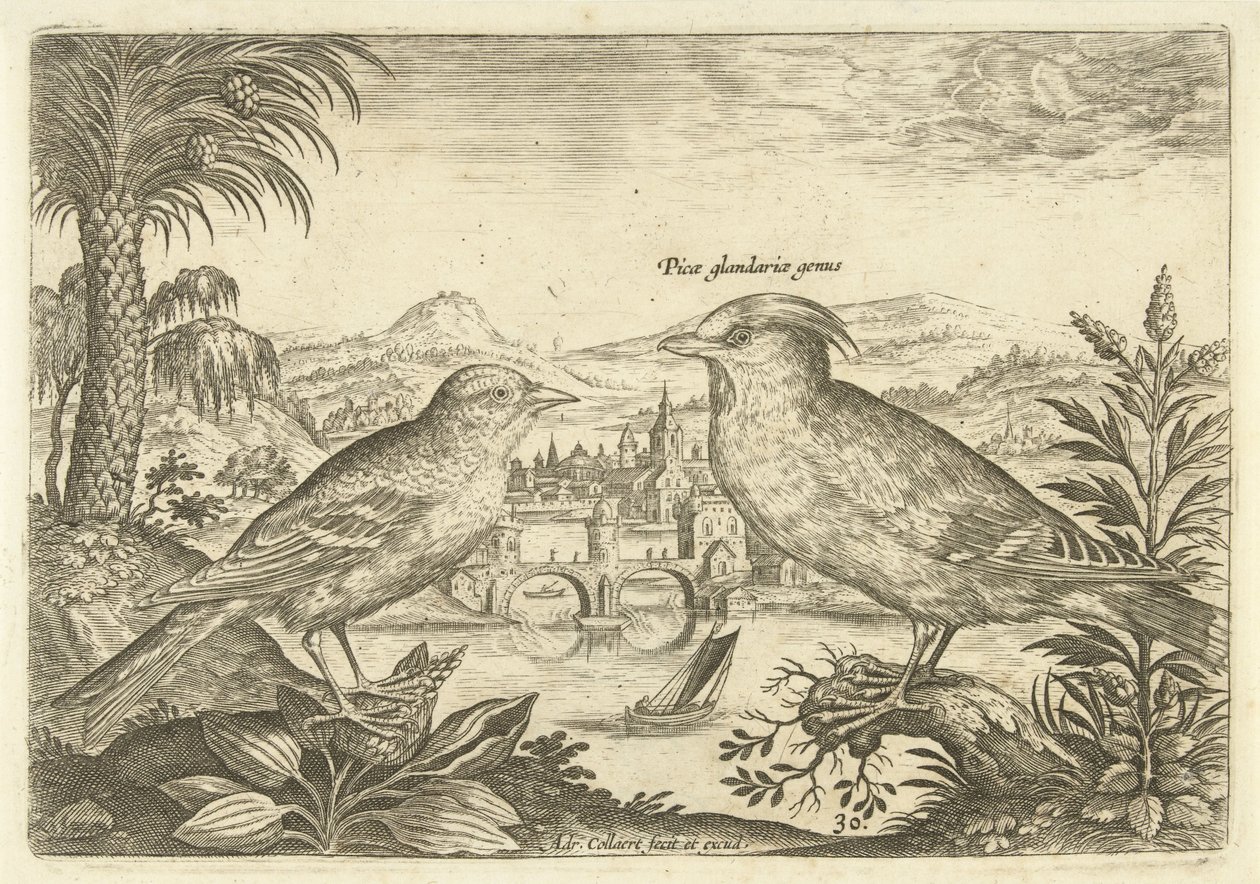 Two birds in a landscape (Birds series title) (Avivm Vivae series title) by Adriaen Collaert