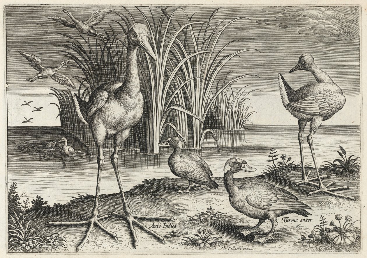 Two Giant Snipes and Two Surf Scoters by Adriaen Collaert