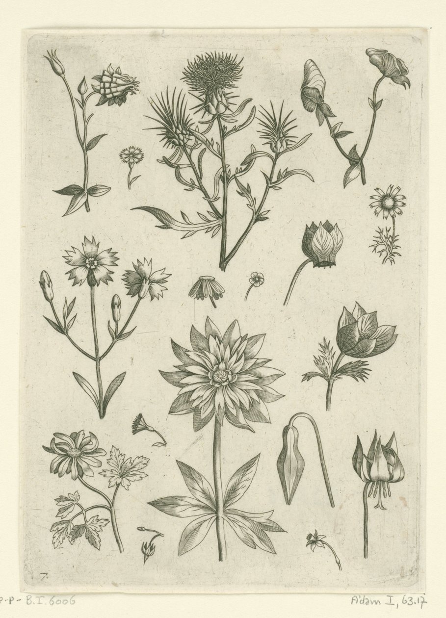 Various Flowers, Including Columbine and Cyclamen by Adriaen Collaert