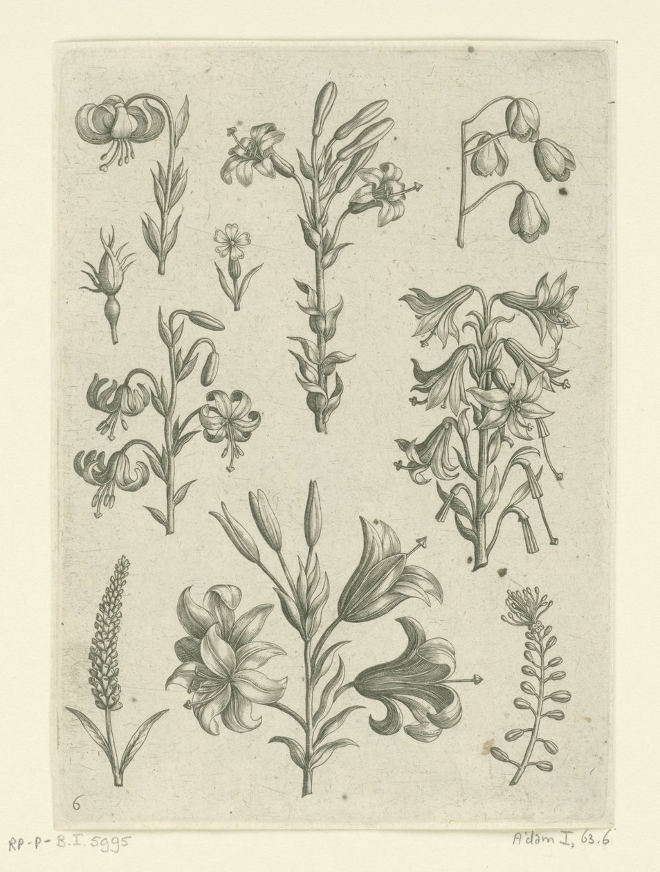 Four Large Lilies and Some Smaller Flowers by Adriaen Collaert