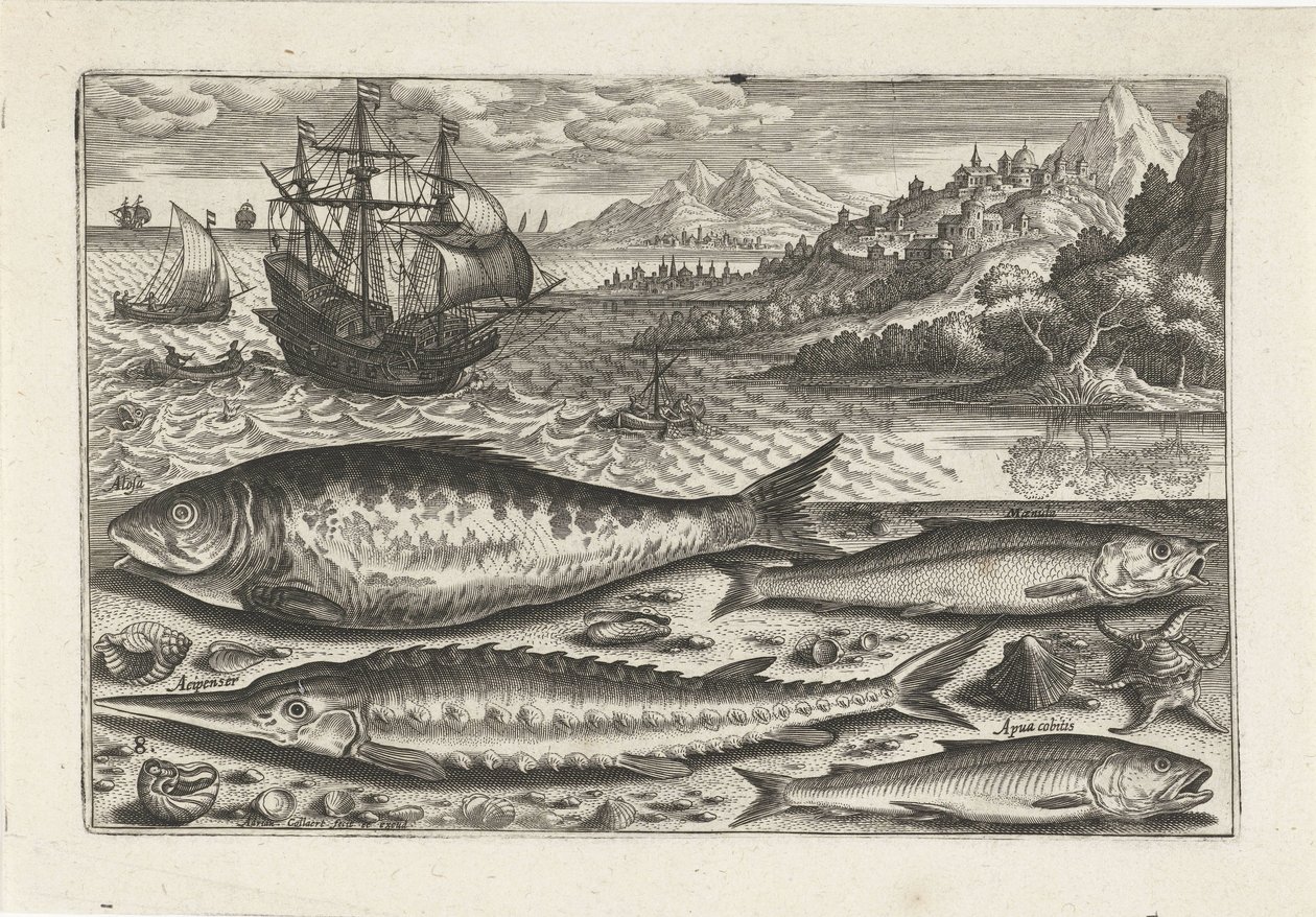 Four Fish on the Beach by Adriaen Collaert