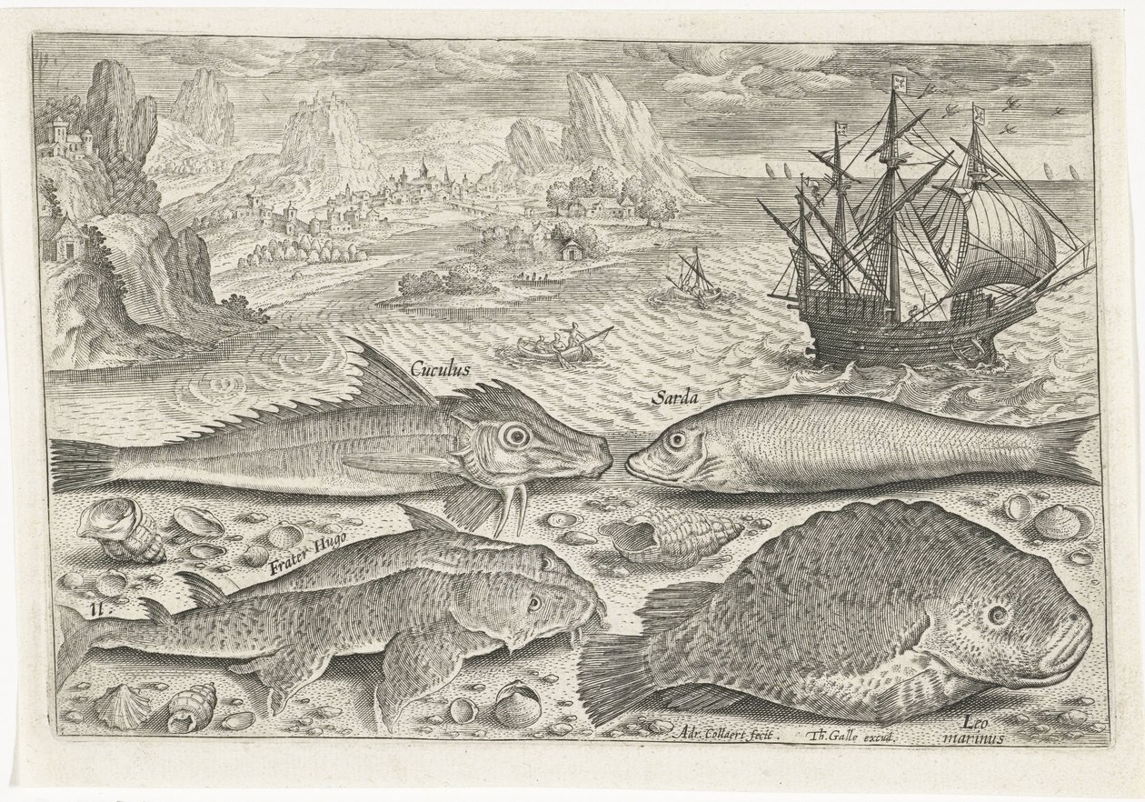 Four Fish on the Beach (Fish, Piscivm Vivae Icones) by Adriaen Collaert