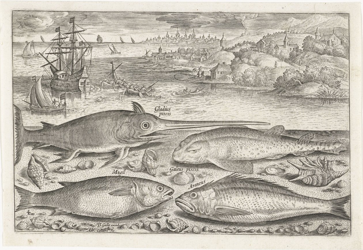 Four Fish on the Beach (Fish) by Adriaen Collaert
