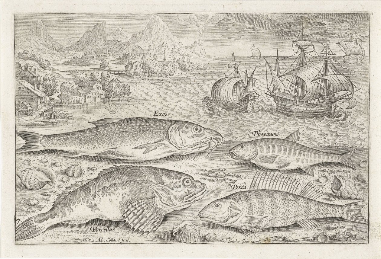 Four Fish on the Beach (Fish series) by Adriaen Collaert