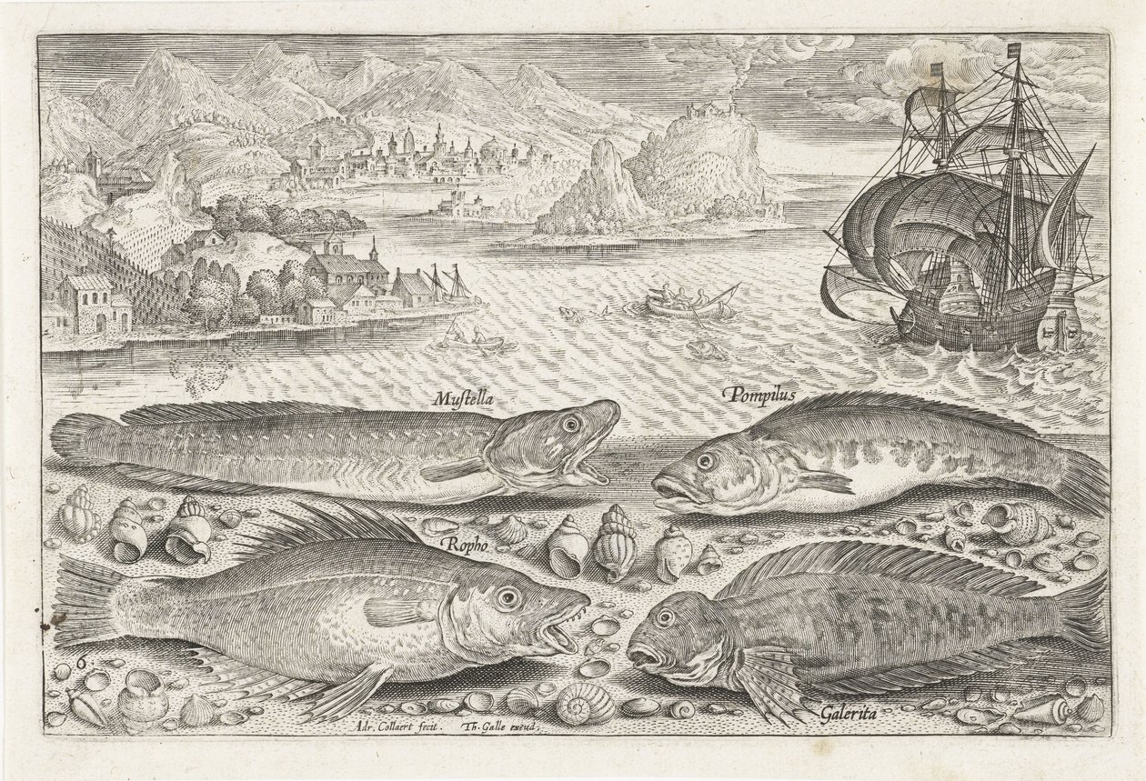 Four Fish on the Beach by Adriaen Collaert