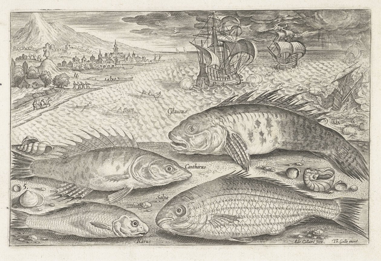 Four Fish on the Beach (Fish) (Piscivm vivae icones) by Adriaen Collaert