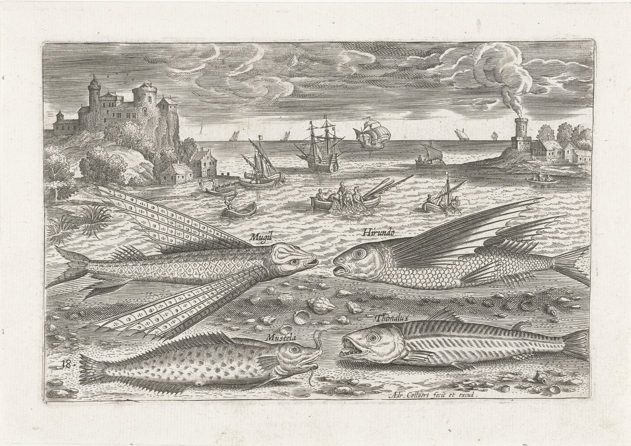 Four Fish on the Beach by Adriaen Collaert