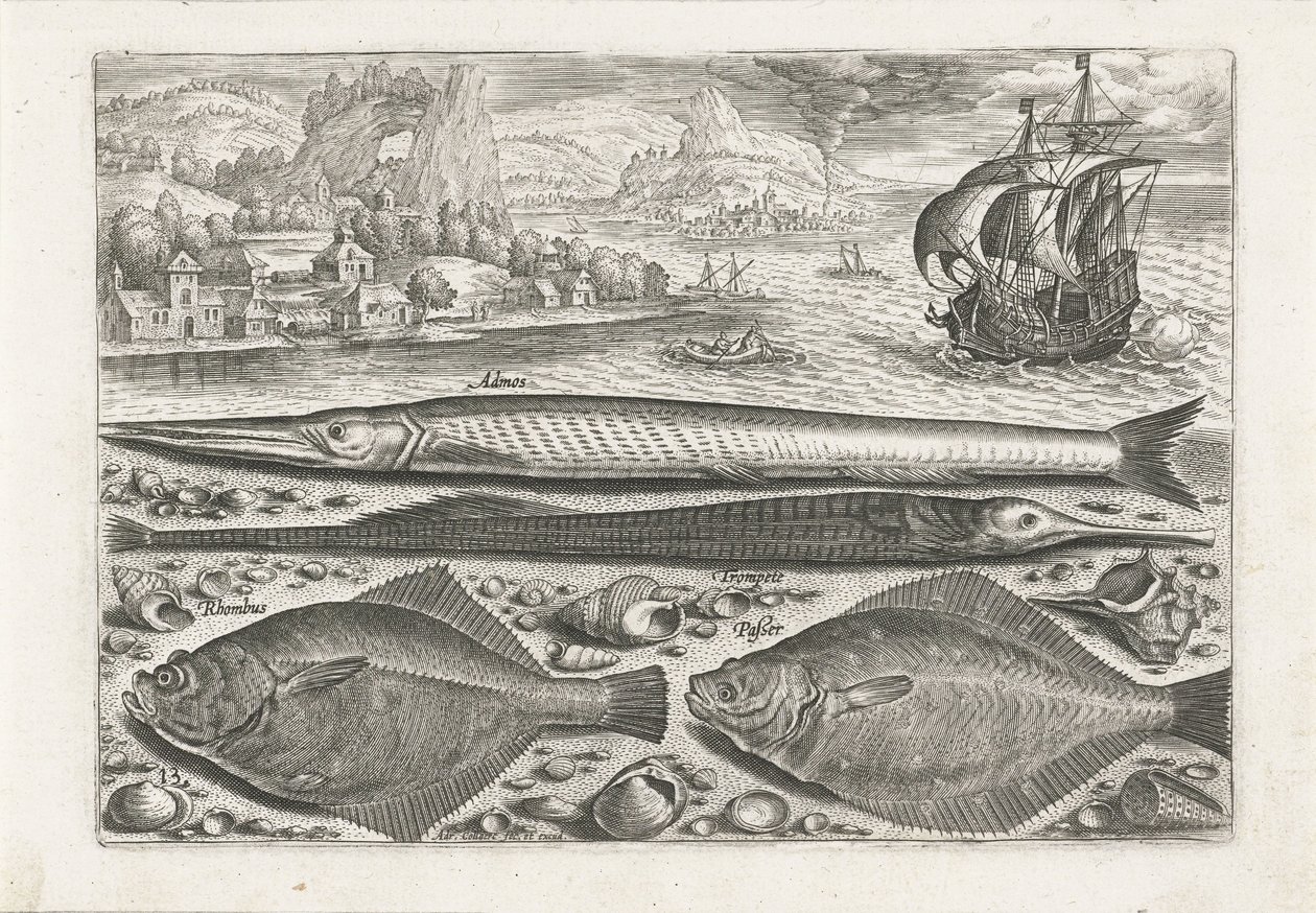 Four Fish on the Beach by Adriaen Collaert