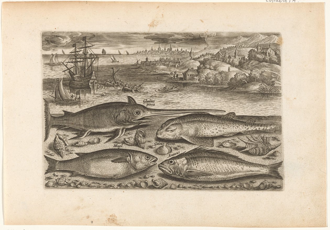 Four Fish on the Beach by Adriaen Collaert