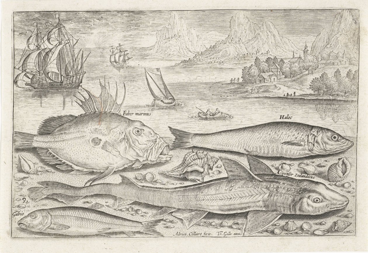 Four Fish on the Beach (Fish series) by Adriaen Collaert