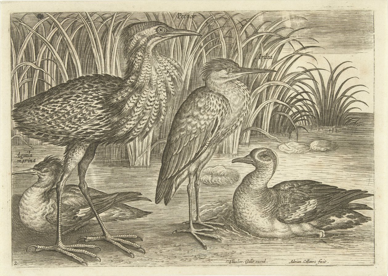 Four Wading Birds Along a Shore by Adriaen Collaert