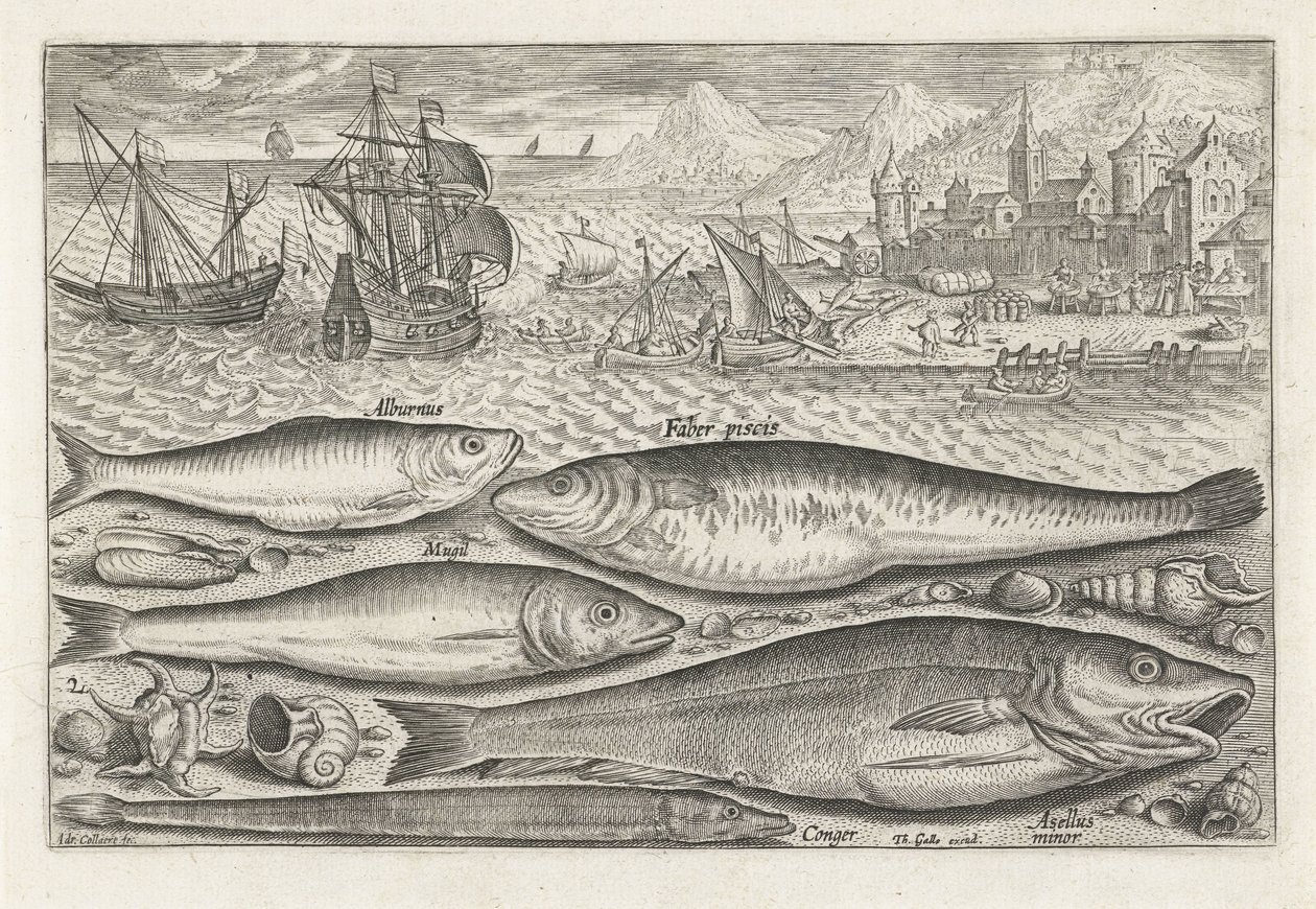 Five Fish on the Beach by Adriaen Collaert