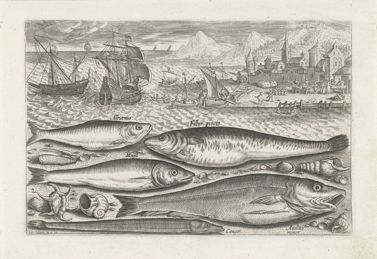 Five Fish on the Beach (Piscivm vivae icones series) by Adriaen Collaert