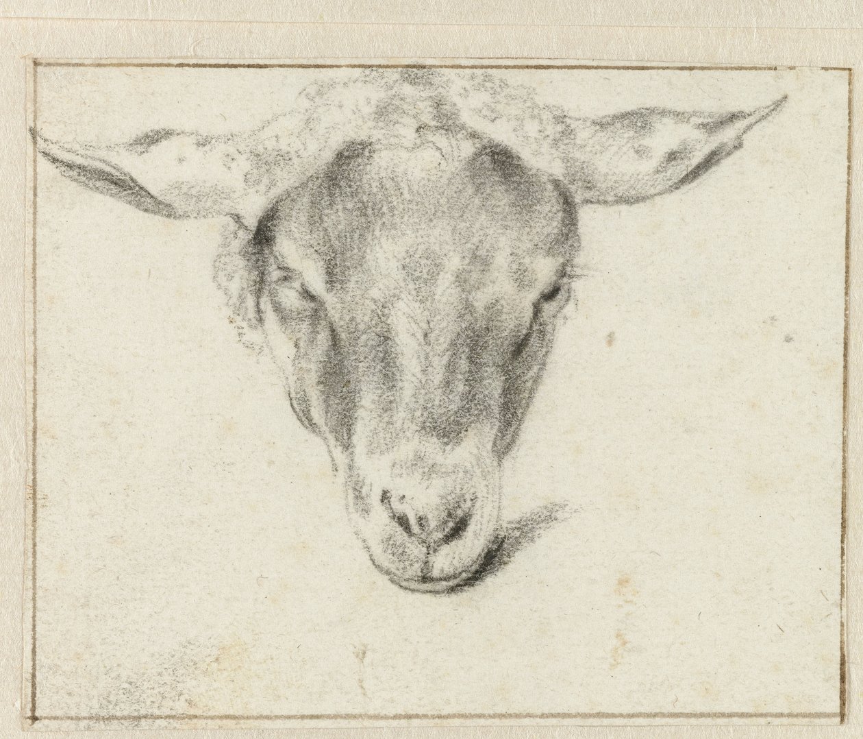 Sheep