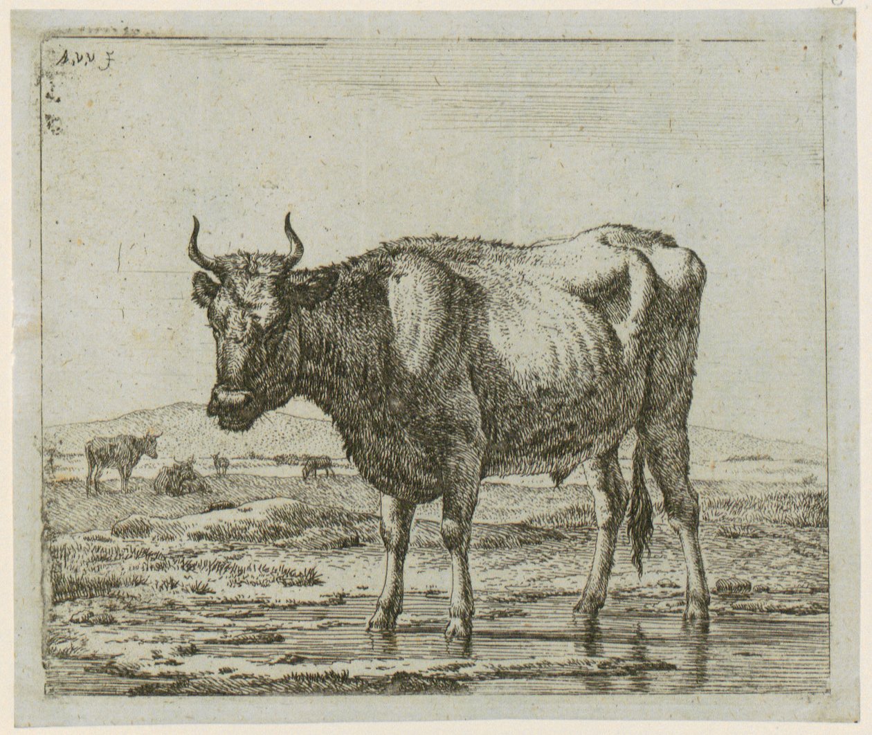 Bull Standing in Water, Plate 6 from the Series 