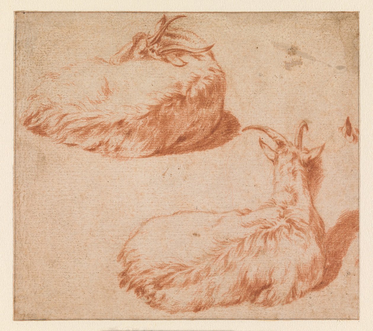 Two Studies of a Lying Goat, Seen from the Back (verso) Standing Goat (counterproof) by Adriaen van de Velde