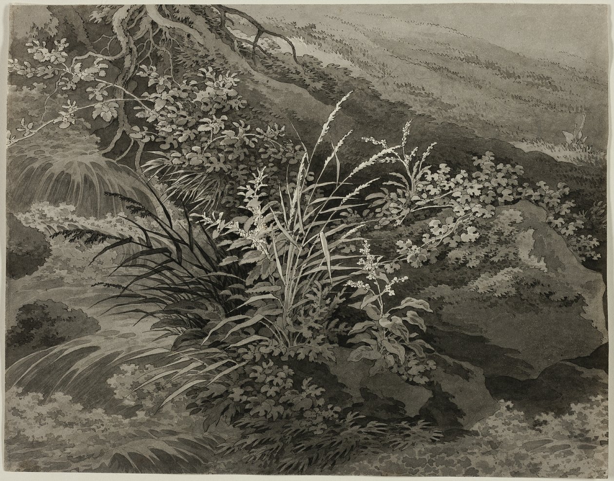 Corner of the Meadow with Reeds and Other Plants by Adrian Zingg