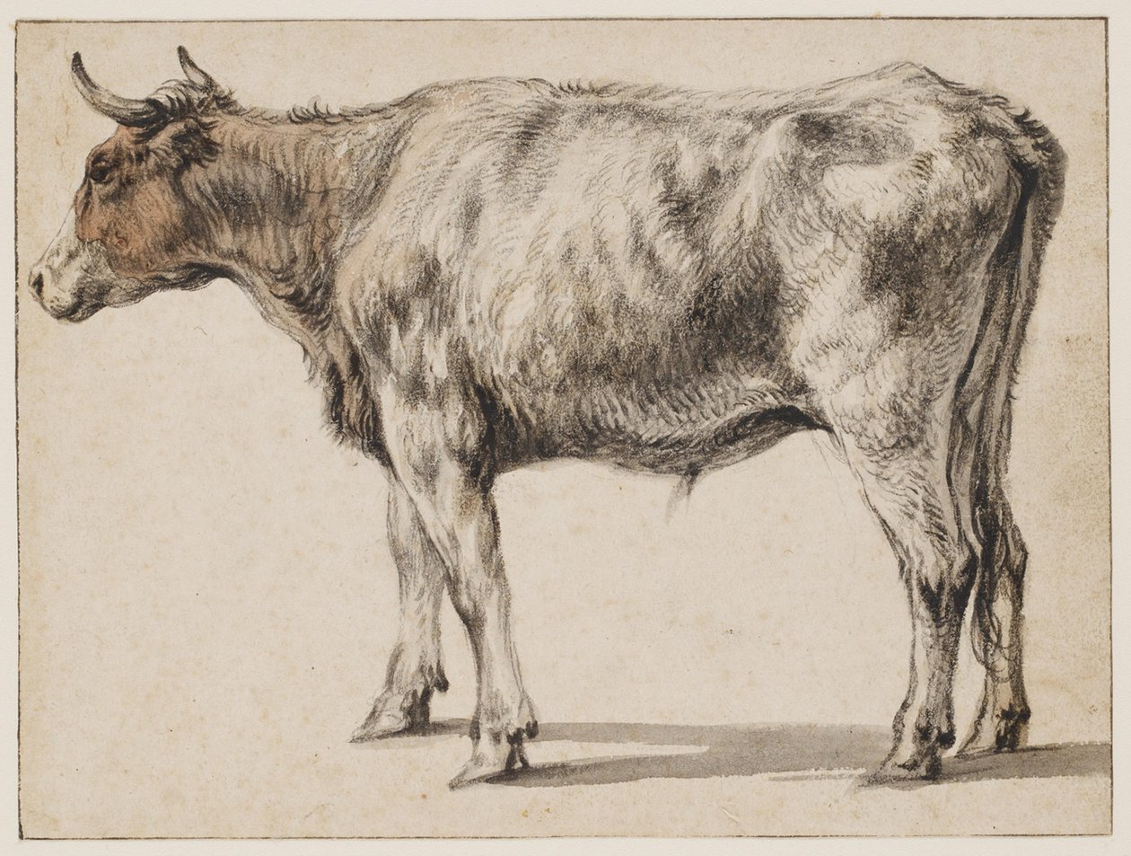 A Standing Young Bull by Aelbert Cuyp