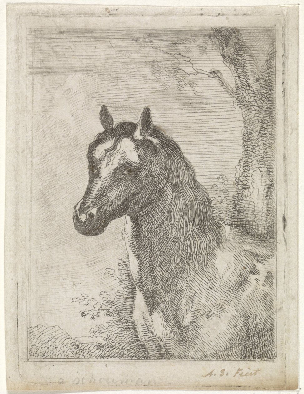 Horse head by Aert Schouman (signed by artist)