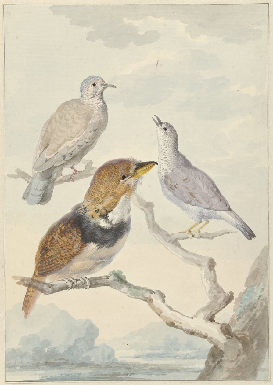 Three Birds, Two Inca Doves and a Collared Bearded Cuckoo by Aert Schouman