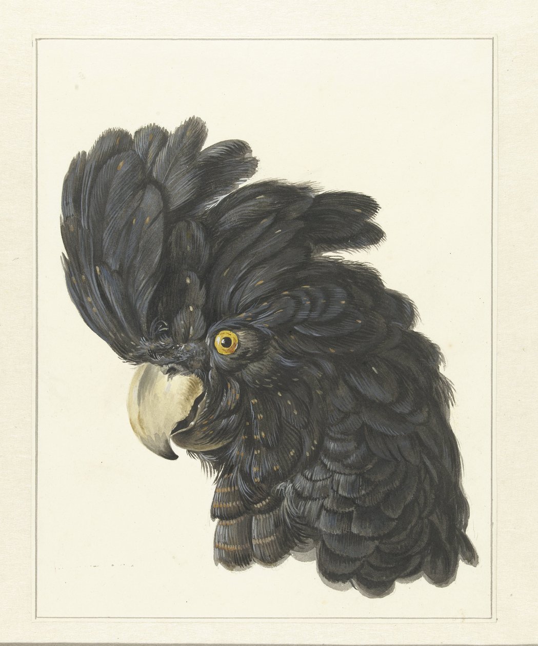 Head of a Cockatoo, Head of a Parrot by Aert Schouman