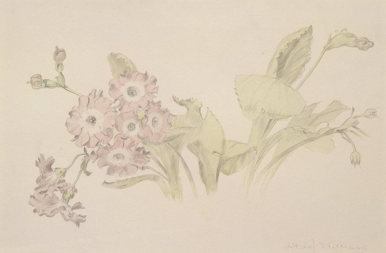 Auricula by Albert Williams