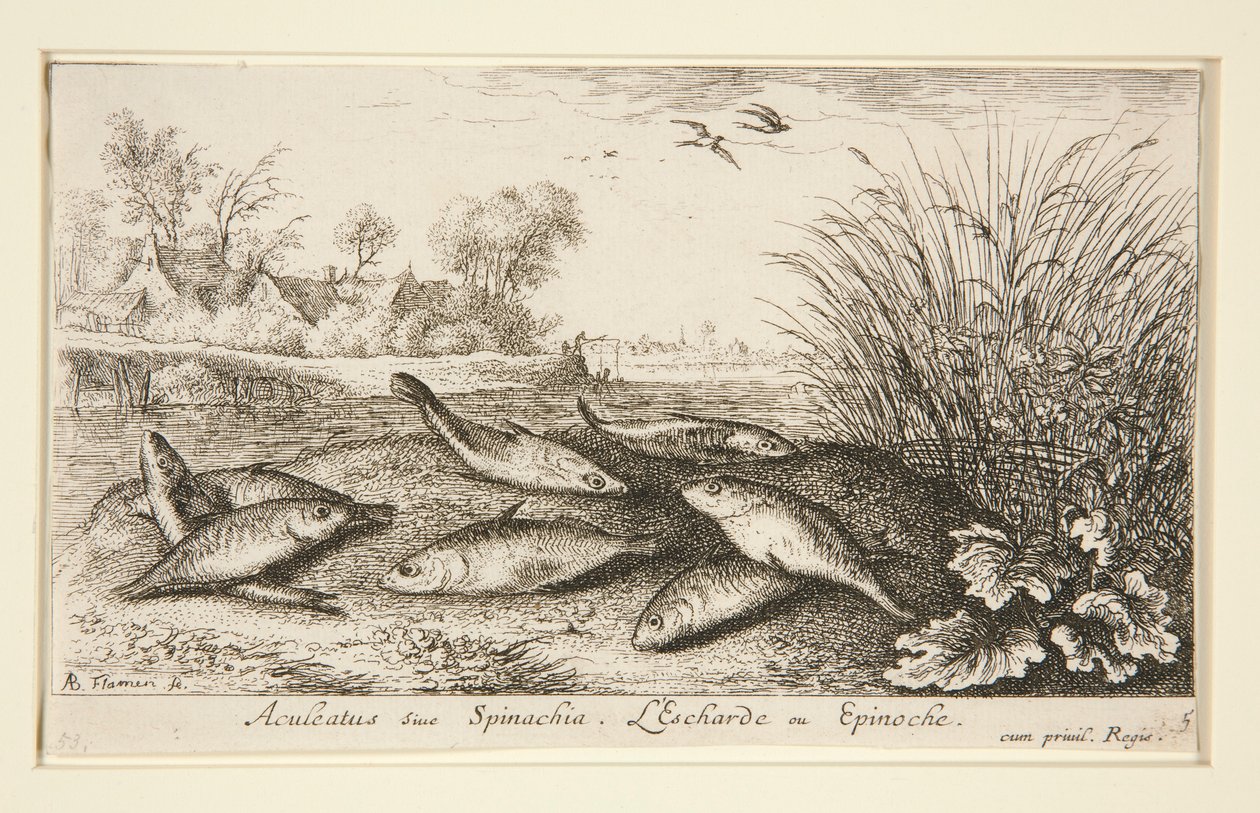 Aculeatus sive Spinachia by Albert Flamen