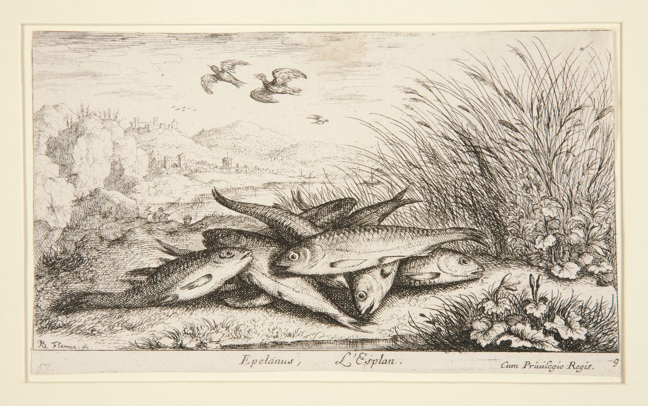 Epelanus, L by Albert Flamen