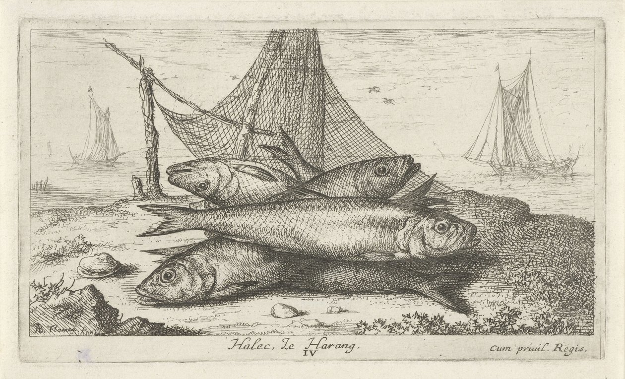 Herrings by a Fishing Net (Fish and Other Sea Creatures - Saltwater Second Series) by Albert Flamen