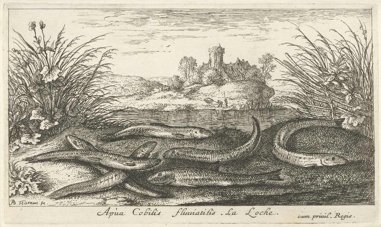 Mudskippers on a Riverbank (Fish and Other Sea Creatures - Freshwater Second Series) by Albert Flamen