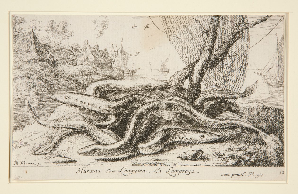 Muraena or Lamprey by Albert Flamen