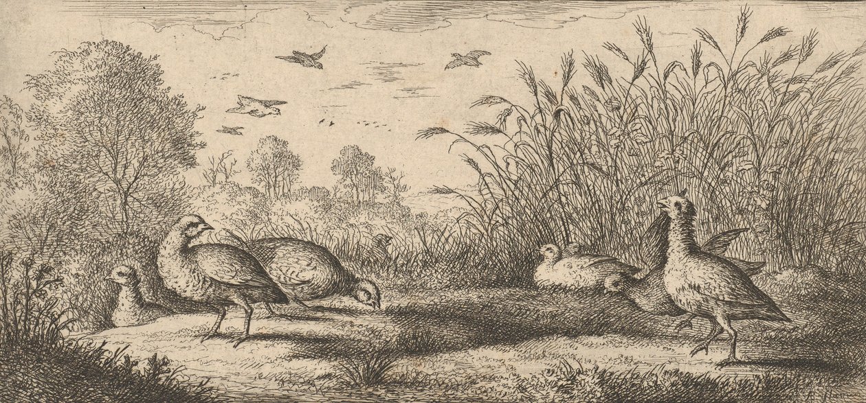 The Red-Legged Partridge: Book of Birds by Albert Flamen