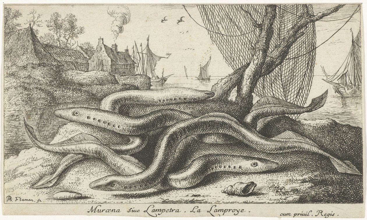 River lampreys on a shore (Fish and other sea creatures - freshwater second series) by Albert Flamen