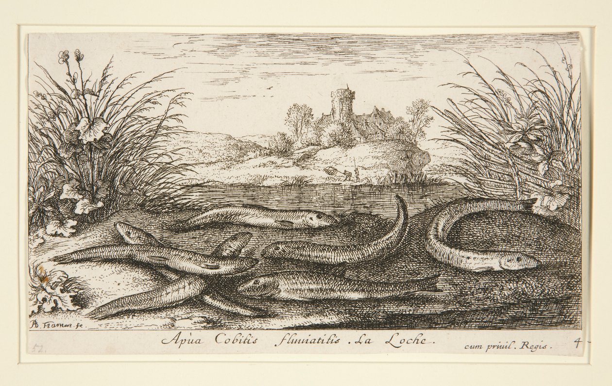The Minnow, from the second part of the Fresh Water Fish series by Albert Flamen