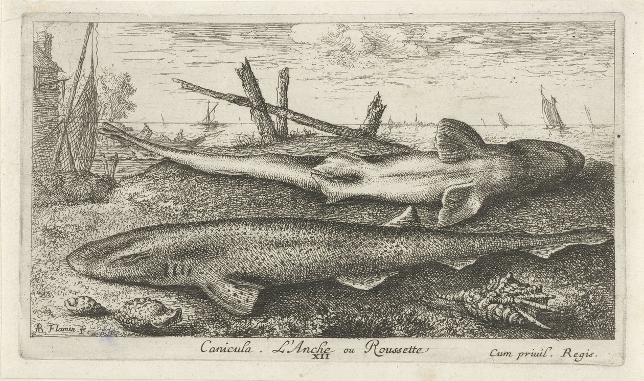 Two Dogfish on the Beach by Albert Flamen