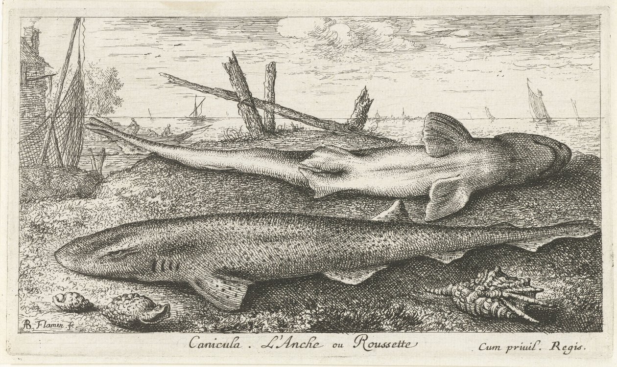Two Dogfish on the Beach by Albert Flamen